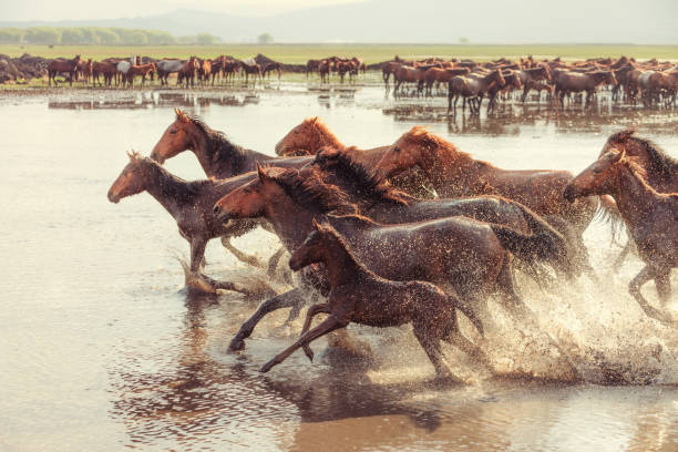 istock Anatolian Wild Horses 1271644417