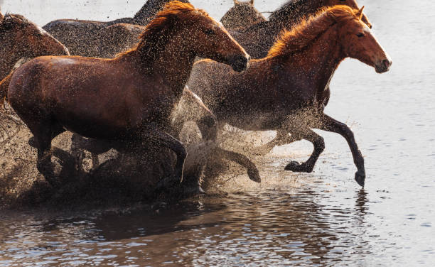 Anatolian Wild Horses Herd of wild horses running in Turkey mustang wild horse photos stock pictures, royalty-free photos & images
