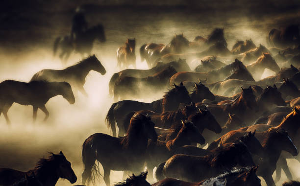 istock Anatolian Wild Horses 1271644446