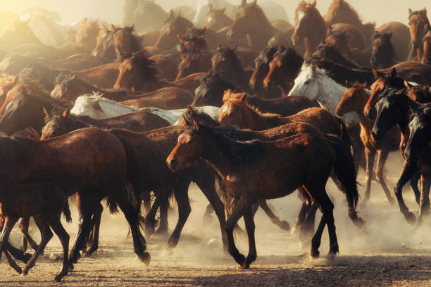 istock Anatolian Wild Horses 1271644448