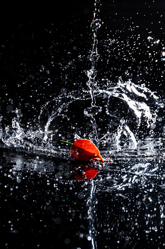 A close up of red super hot Chili's splashing in shallow water on all black background
