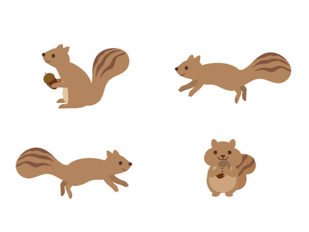 Cute Squirrel Illustration Stock Illustration - Download Image Now -  Squirrel, Running, Autumn - iStock