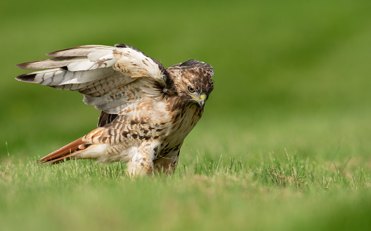 A red-tailed hawk hunting in Norther Pennsylvania.