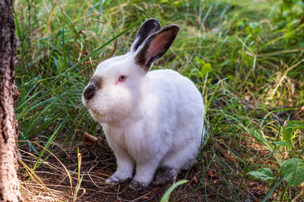 istock A small, white rabbit with dark ears sits on the green grass. Pet. 1271648132