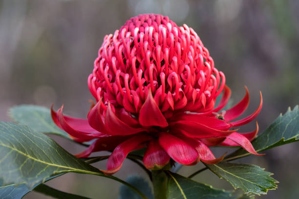 istock N.S.W. Waratah Plant 1271651322
