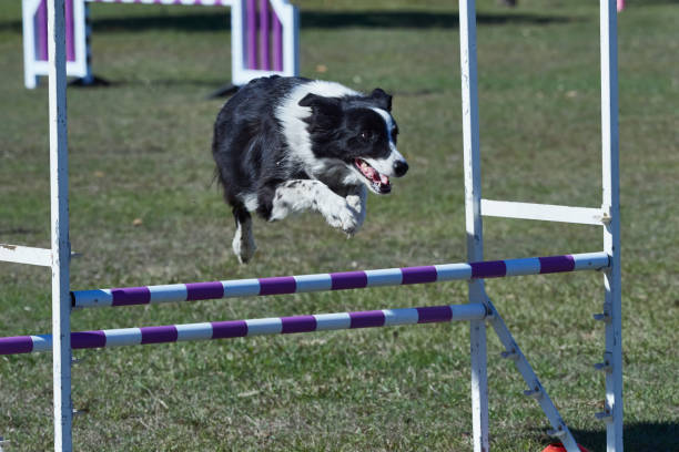 istock Black and White Border Collie jumping over agility hurdle. Facing right. 1271652327