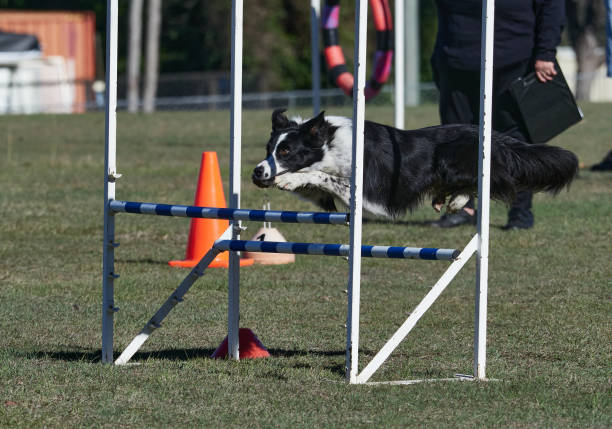 istock Black and White Border Collie jumping over agility hurdle. 1271652332