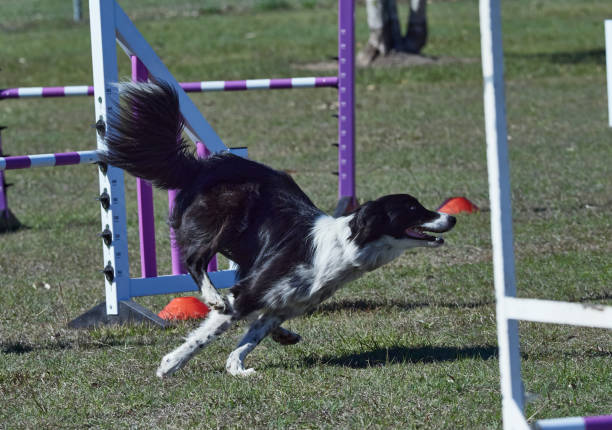 istock Black and White Border Collie running to agility hurdle. Facing right. 1271652335