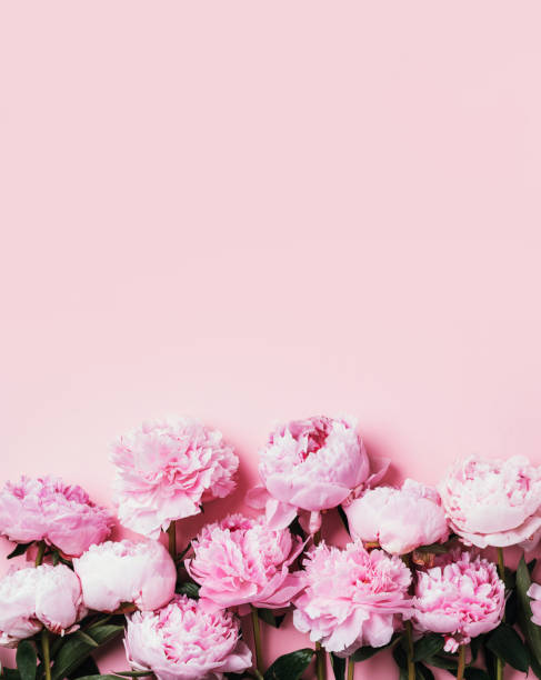 istock Frame wreath pattern of pink peonies on pastel background. Flat lay, top view. Floral composition. Wedding, birthday, anniversary bouquet. Woman day, Mother's day. Creative floral frame for design 1271653623