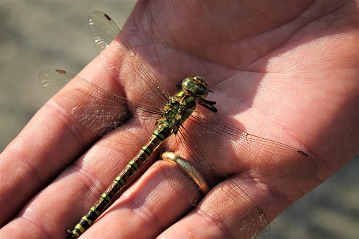 green dragonfly