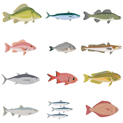 Vector set of difference kind of fish, river and sea food.