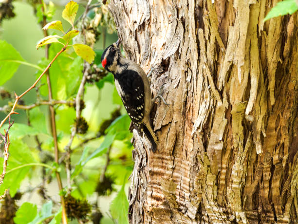 Downy Woodpecker\n(Dryobates Pubescens) on a tree trunk with soft green background.