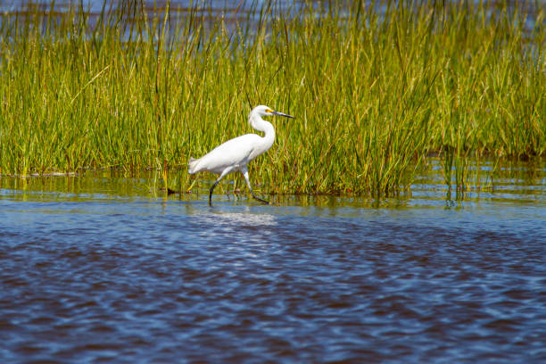 A great white Egret (Ardea alba) walking in the tall reeds in a Marsh.