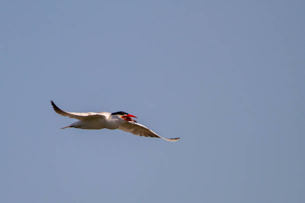 istock Caspian tern with fish in its mouth flying over Chesapeake bay 1271658320