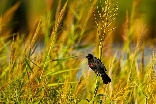 A male red winged blackbird (Agelaius phoeniceus) a tiny passerine bird characterized by black feathers and red marks on the wings, is perching on a grass tassel at a wildlife refuge in Maryland.