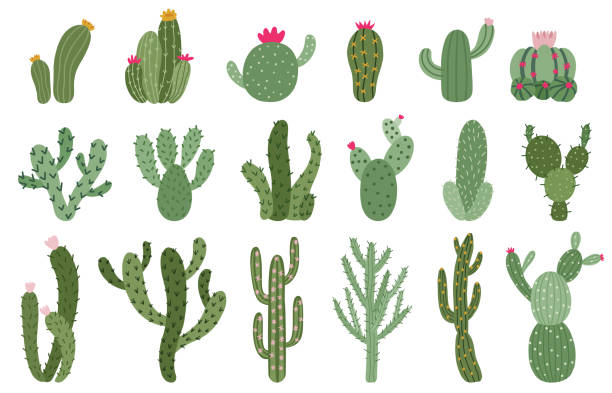 Cute cactus. Succulents and cacti flower, green prickly desert house plants, tropical home plants isolated vector illustration icons set Cute cactus. Succulents and cacti flower, green prickly desert house plants, tropical home plants isolated vector illustration icons set. Flora of different size and shape for hot climate cactus stock illustrations