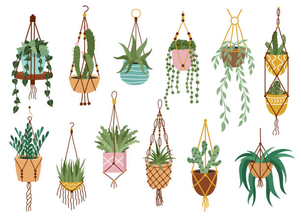 Plant in hanging pots. Houseplant hang on rope, decorative indoor plants, macrame flower pots, home potted plants vector illustration icons set Plant in hanging pots. Houseplant hang on rope, decorative indoor plants, macrame flower pots, home potted plants vector illustration icons set. Handmade hangers for flower decoration macrame stock illustrations