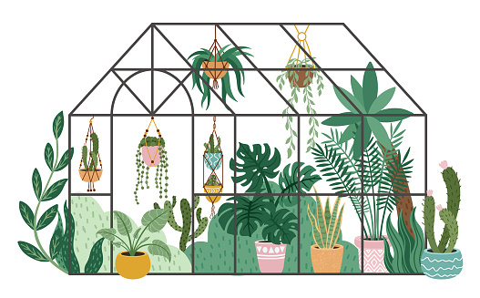Planting greenhouse. Glass orangery, botanical garden greenhouse, flowers and potted plants home gardening isolated vector illustration. Plants hanging on ropes, growing greenery in pots