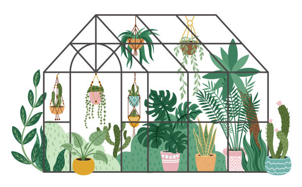 Planting greenhouse. Glass orangery, botanical garden greenhouse, flowers and potted plants home gardening isolated vector illustration Planting greenhouse. Glass orangery, botanical garden greenhouse, flowers and potted plants home gardening isolated vector illustration. Plants hanging on ropes, growing greenery in pots greenhouse cartoon stock illustrations