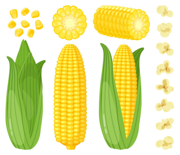 ilustraciones, imágenes clip art, dibujos animados e iconos de stock de maíz de dibujos animados. verduras de maíz, mazorca de maíz dulce dorado, palomitas de maíz y granos de maíz, rico conjunto de ilustración vectorial de cosecha de agricultura - corn corn crop corn on the cob food