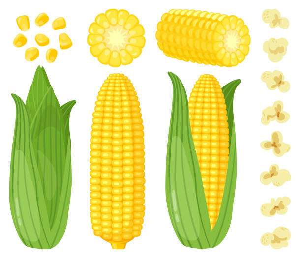 ilustrações, clipart, desenhos animados e ícones de milho de desenho animado. legumes de milho, espiga de milho doce dourado, pipoca e grãos de milho, conjunto de ilustração vetorial de colheita rica - corn corn crop corn on the cob food