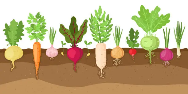 Vector illustration of Planted vegetables. Cartoon root growing vegetables, veggies fibrous root system, soil vegetable root structure vector illustration set