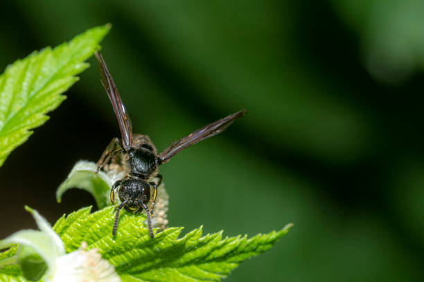 Winged black garden ant before swarming on a blade of grass
