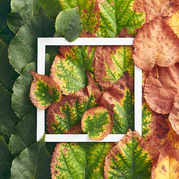 istock Creative minimal autumn concept. Frame made of green and red autumn leaves. Gradient Fall Flat Lay. Top View 1271665343