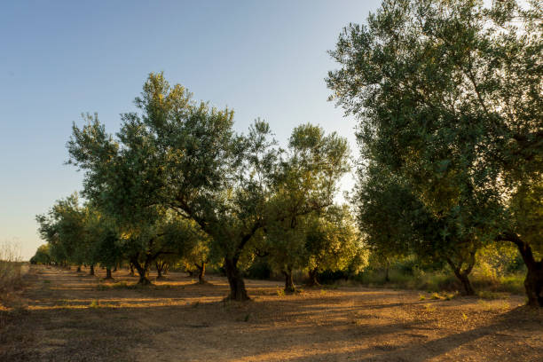 istock Tranquil scene at sunset in San Mateu 1271666658