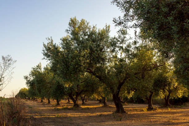 istock Tranquil scene at sunset in San Mateu 1271666661