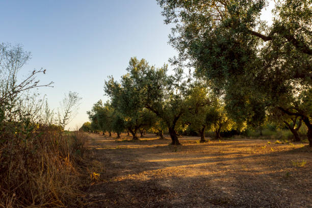 istock Tranquil scene at sunset in San Mateu 1271666664