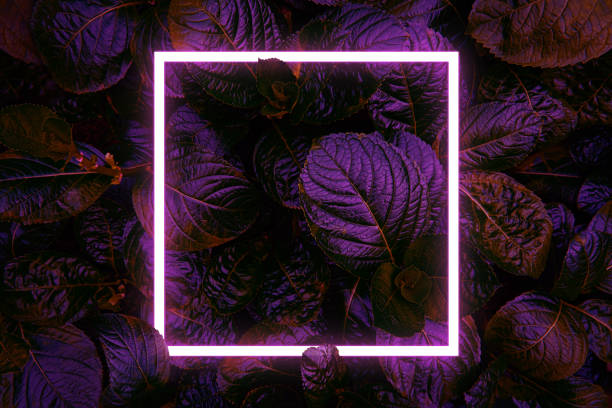 istock Beautiful and fresh green leaves with square neon light 1271668053