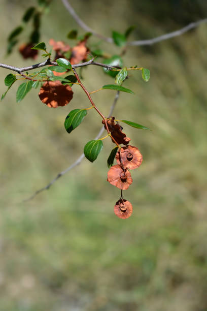 istock Christs thorn branch 1271669398
