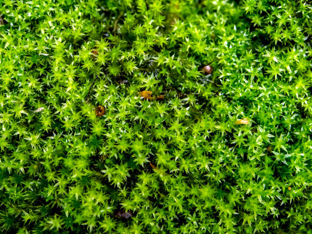 istock green forest moss texture in the forest under trees, macro 1271670860