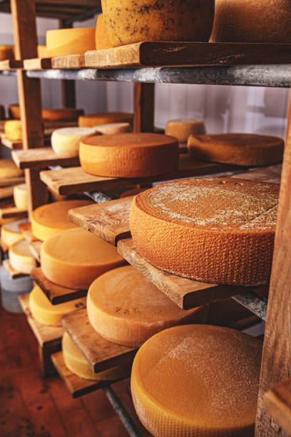 wheels of cheese - farmers cheese imagens e fotografias de stock