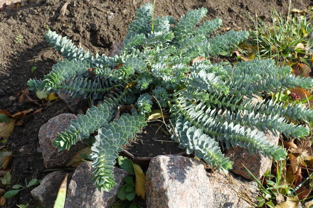 fogliame verde bluastro di euphorbia myrsinites a novembre - euphorbiaceae foto e immagini stock