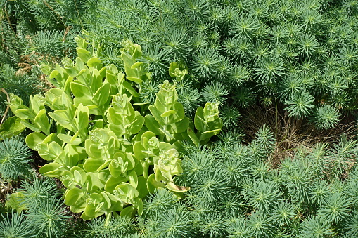 Green leaves of Hylotelephium spectabile and blue foliage of Euphorbia cyparissias in July