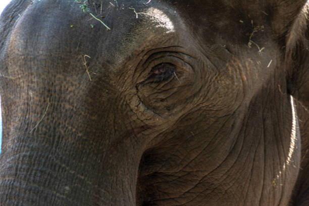 istock The eyes of a sad elephant 1271676430