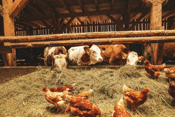 Natural rural agricultural organic farm stock photo