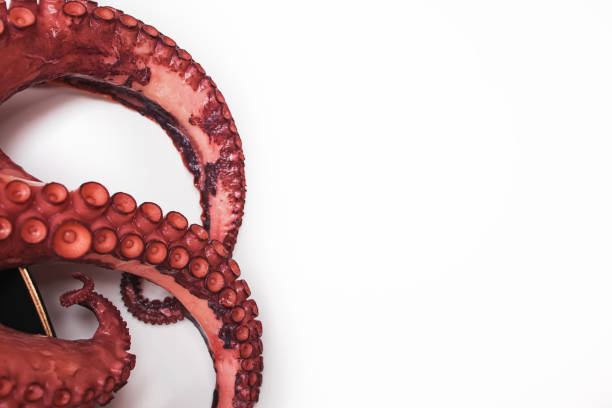 Tentacles of freshly cooked octopus on white background with copy space