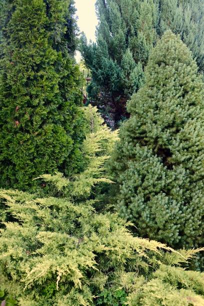 istock Various types of conifers and shrubs 1271679348
