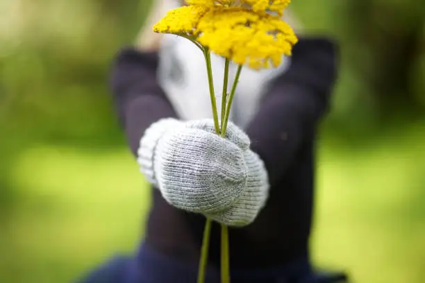 August 27, 2013 - Vilnius, Lithuania: child's hands in wool knitted mittens holding a yellow flower in sunny park.