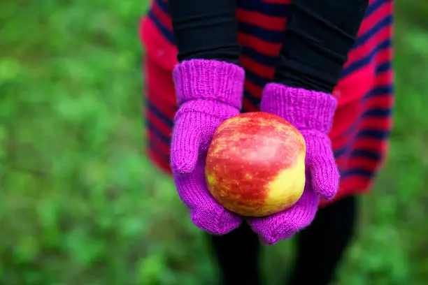 August 27, 2013 - Vilnius, Lithuania: child's hands in beautiful pink wool knitted mittens holding an apple - close up view, obscured face. From above.