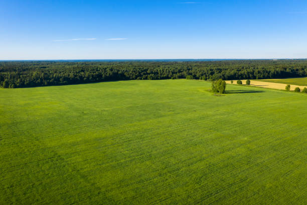 istock Summer forest and field with trees. Wild nature 1271679669