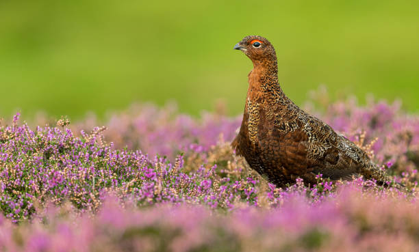 istock Red Grouse male in blooming purple heather, facing left.   Close up. 1271680093