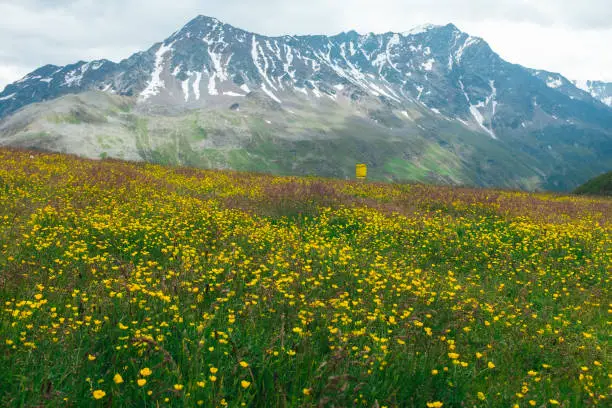 July 19, 2020 - Pfitztal, Austria: mountains meadow of yellow wild flowers and snow peak mountains in distance in summer - amazing panorama, scenery in Pfitztal valley, Austria.