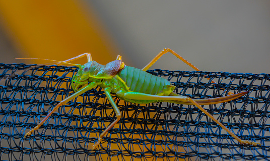 Green Grasshopper - Insect