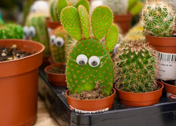 istock Cactus with eyes in a pot among other cacti 1271682331