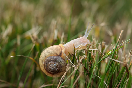 Close-up of snail climbing over tall grass