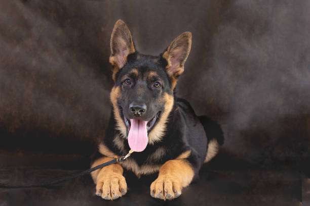 istock German Shepherd Dog on a black background 1271685221